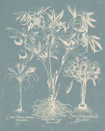 Picture of DELICATE BESLER BOTANICAL II