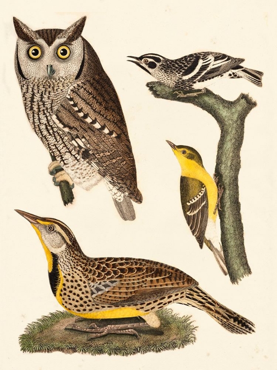 Picture of WILSON OWLS III