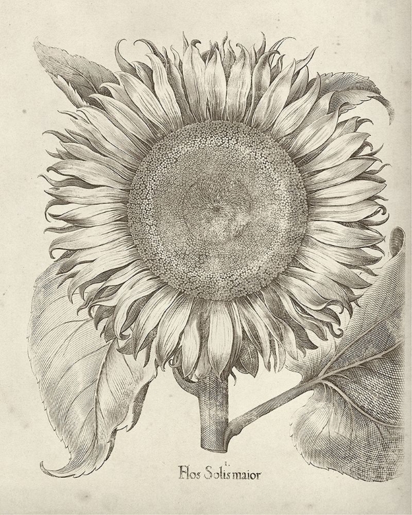 Picture of FRESCO SUNFLOWER I