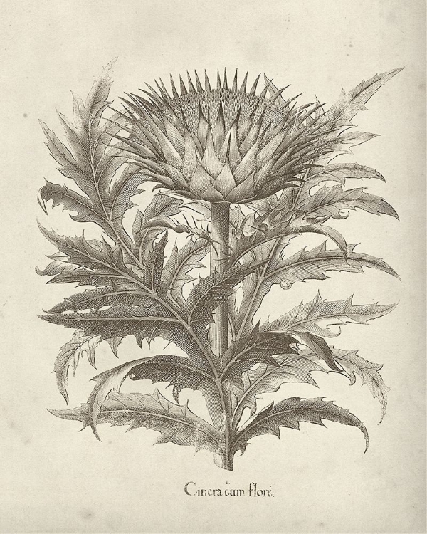 Picture of FRESCO ARTICHOKE I