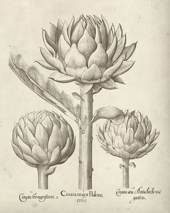 Picture of FRESCO ARTICHOKE II