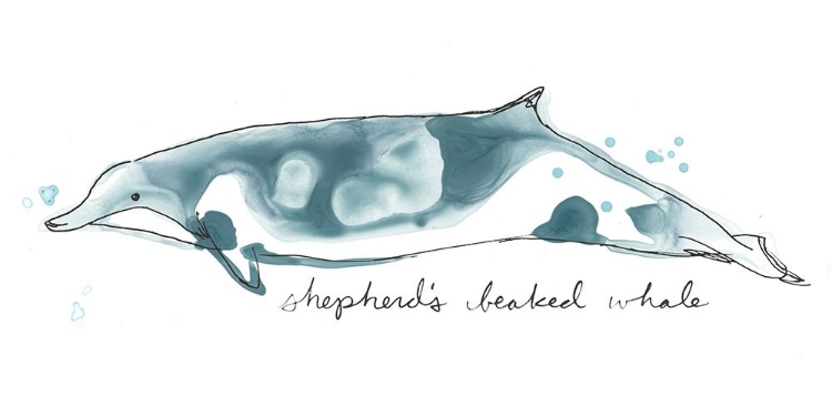 Picture of CETACEA SHEPHERDS BEAK WHALE