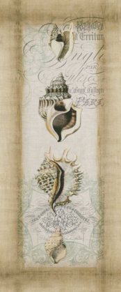 Picture of CARTOUCHE AND SHELLS II