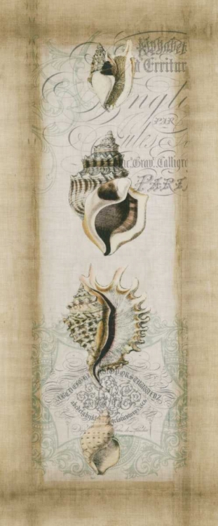 Picture of CARTOUCHE AND SHELLS II