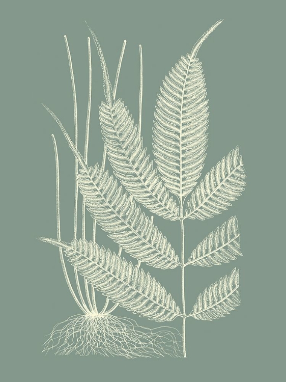 Picture of FERNS ON SAGE II