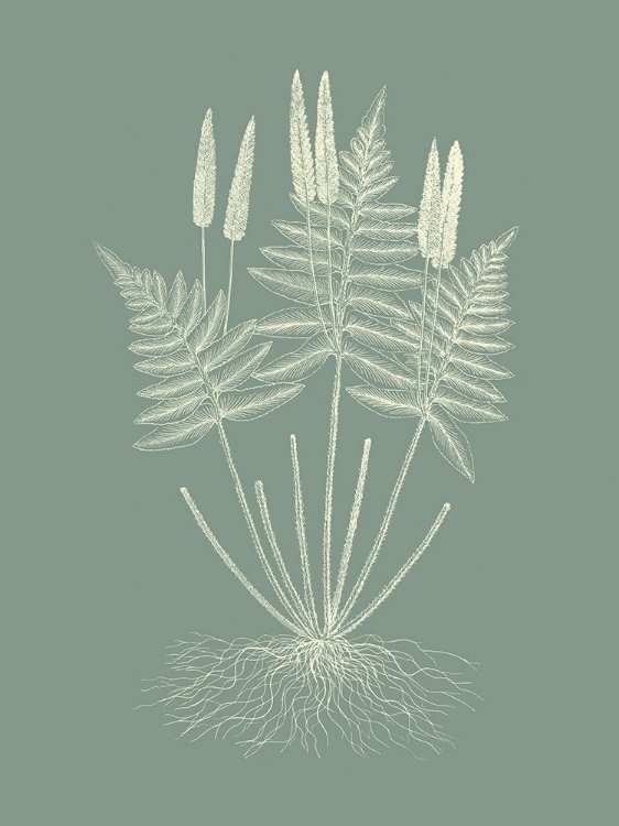 Picture of FERNS ON SAGE VII