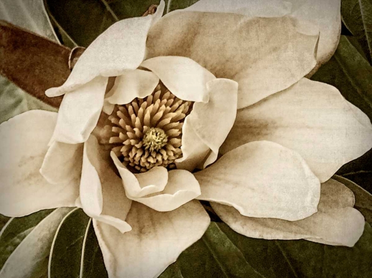 Picture of CLASSIC MAGNOLIA I