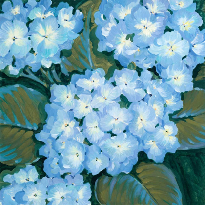 Picture of BLUE HYDRANGEAS I