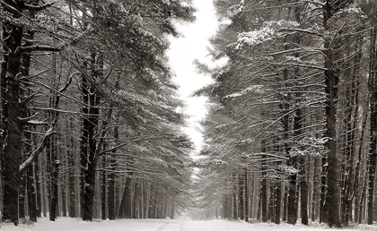 Picture of A SNOWY WALK IV