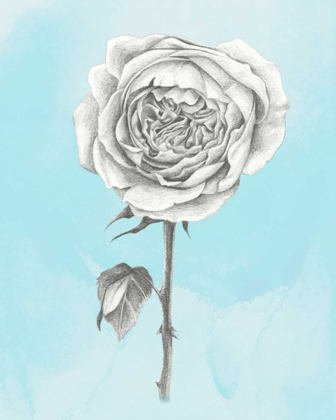 Picture of GRAPHITE ROSE I