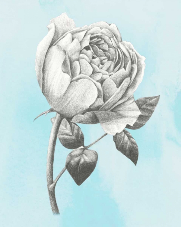 Picture of GRAPHITE ROSE II