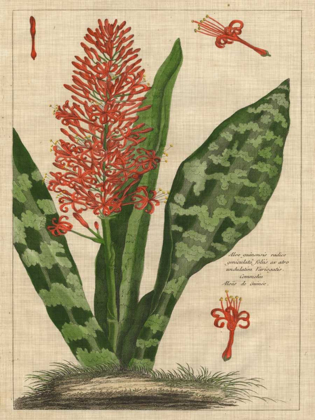 Picture of BOTANICAL STUDY ON LINEN I