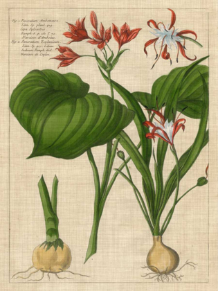 Picture of BOTANICAL STUDY ON LINEN V