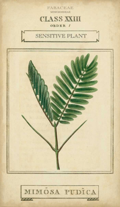 Picture of LINNAEAN BOTANY IV