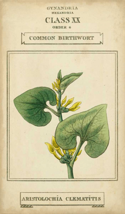 Picture of LINNAEAN BOTANY V