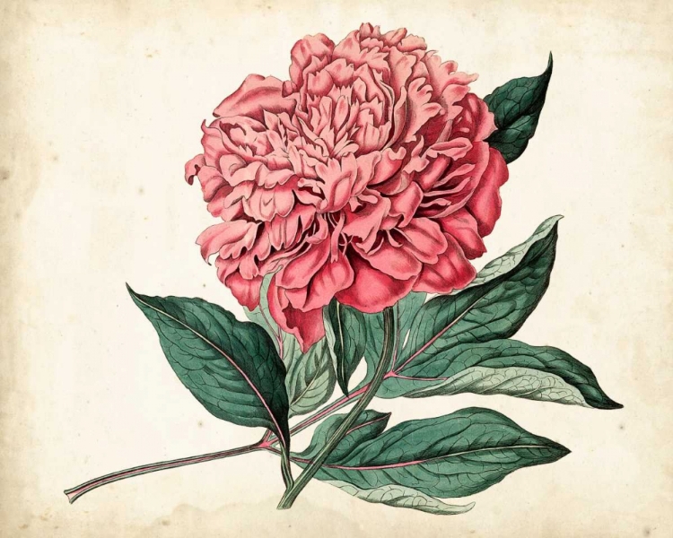 Picture of PEONY GARDEN II