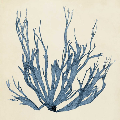 Picture of COASTAL SEAWEED I