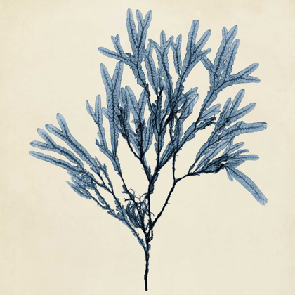 Picture of COASTAL SEAWEED VIII