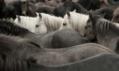 Picture of WHITE HORSES