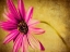 Picture of FUCHSIA DAISY III