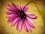 Picture of FUCHSIA DAISY IV