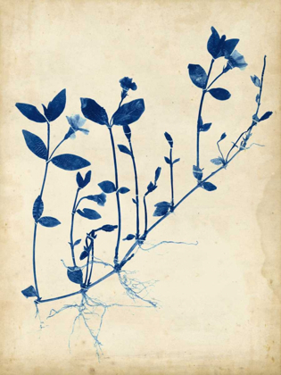 Picture of INDIGO LEAF STUDY II