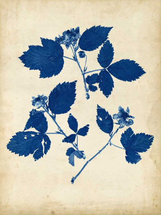 Picture of INDIGO LEAF STUDY VI