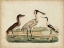 Picture of AVOCET AND BOAT-BILLED HERON