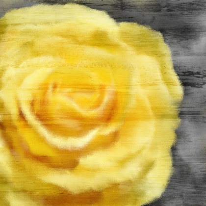 Picture of YELLOW ROSE