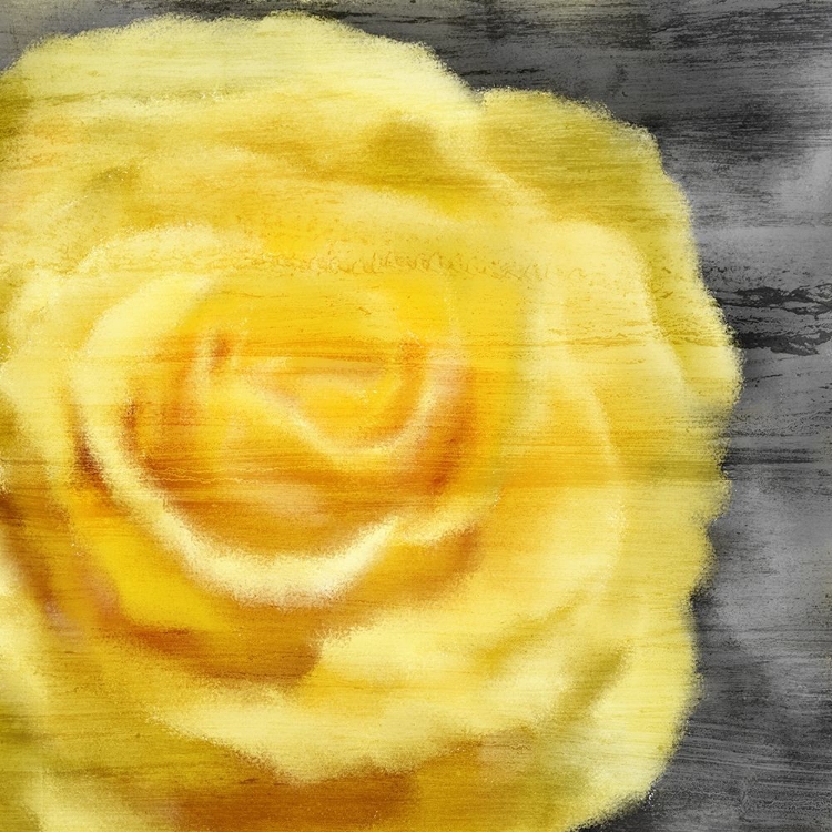 Picture of YELLOW ROSE