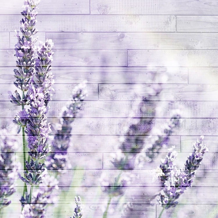 Picture of LAVENDER FIELDS 2