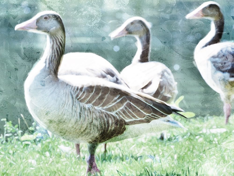 Picture of GOOSE CREW