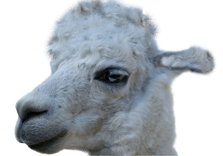 Picture of HELLO LLAMA