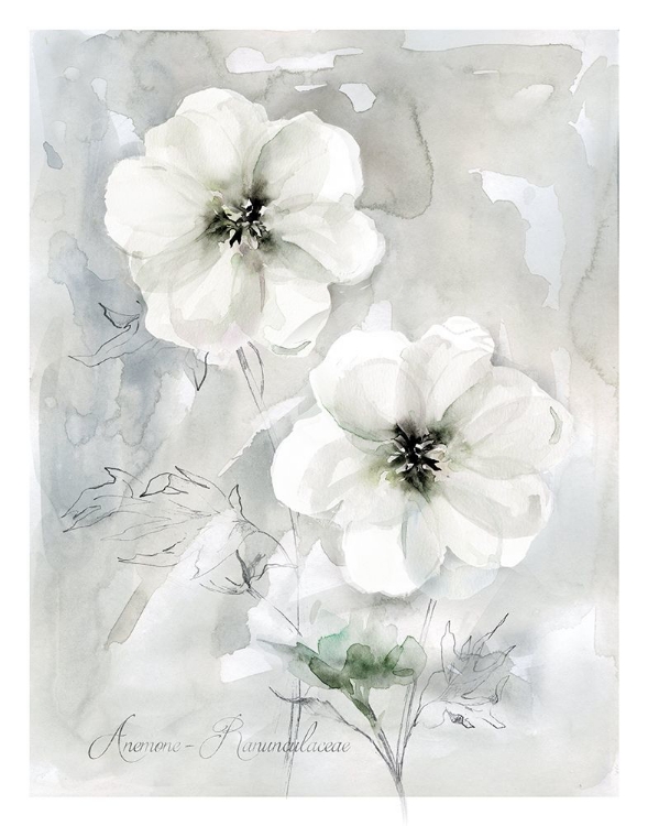 Picture of WHITE ANEMONE