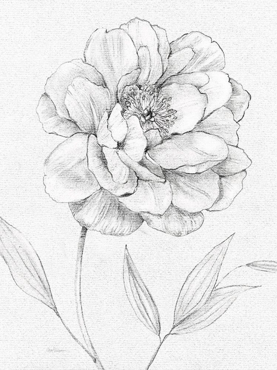 Picture of PEONY SKETCH