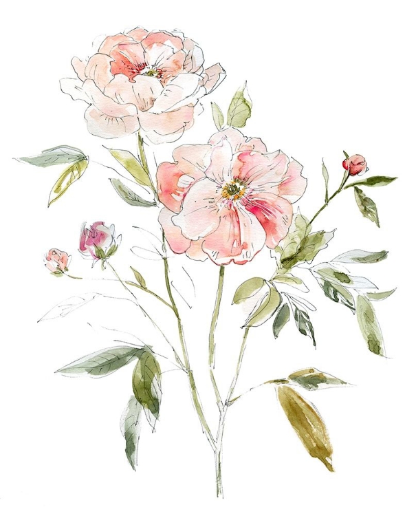 Picture of SKETCHBOOK COTTAGE ROSE I