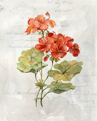 Picture of LINEN GERANIUM