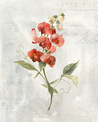 Picture of LINEN SWEET PEA