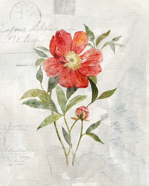 Picture of LINEN PEONY