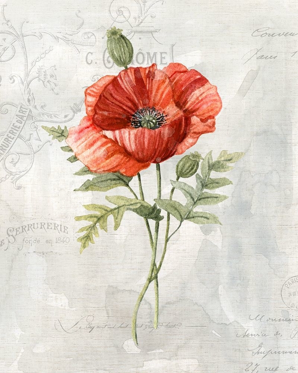 Picture of LINEN POPPY