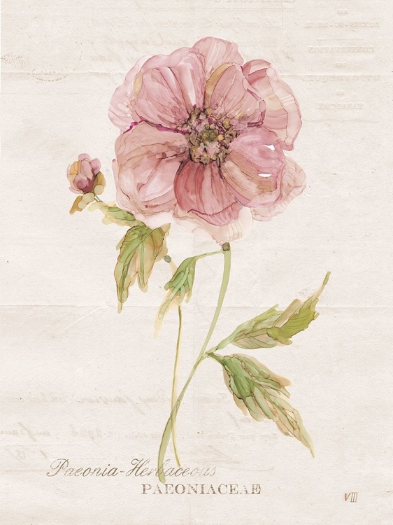 Picture of SOFT PEONY