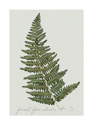 Picture of FERN STUDIES I