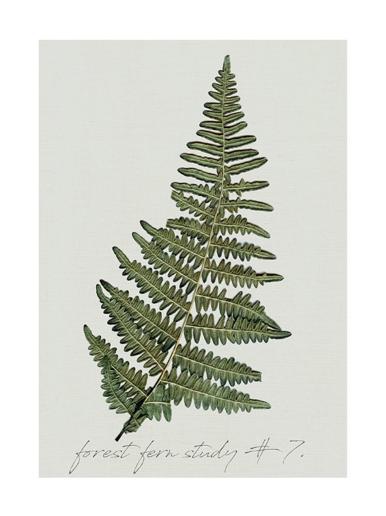 Picture of FERN STUDIES II