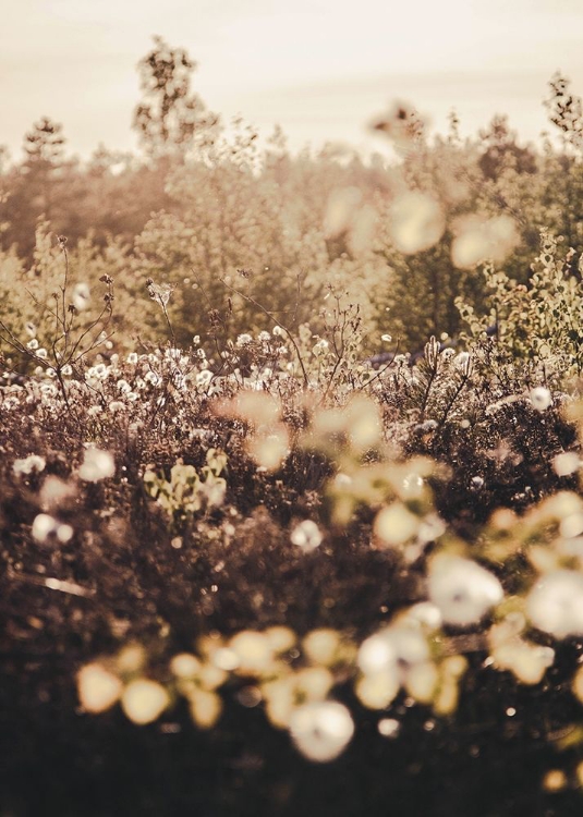 Picture of GOLDEN FIELD