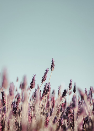 Picture of FIELD HAZE