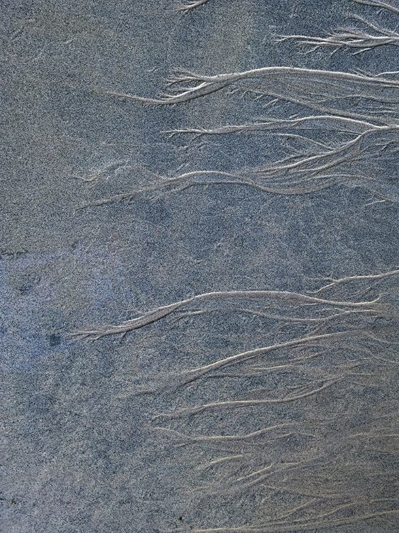 Picture of SAND FIBERS |