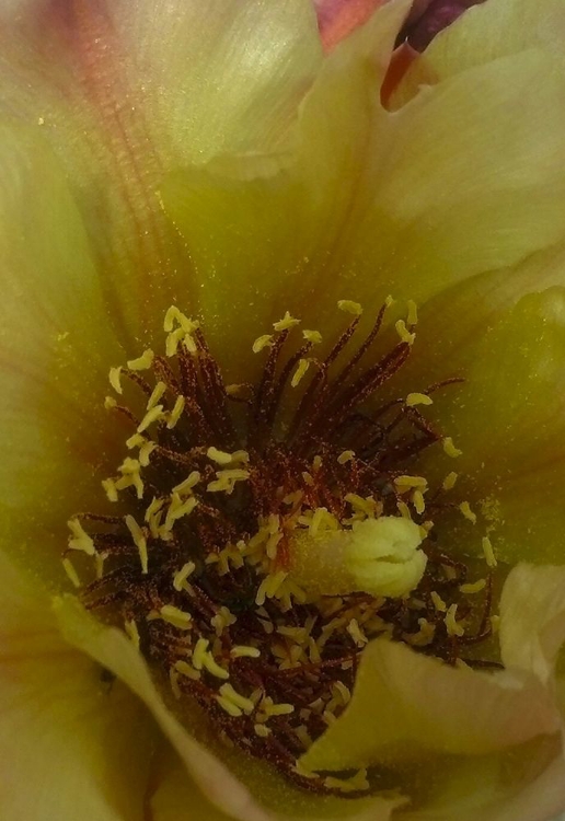 Picture of CHOLLA BLOOM VII