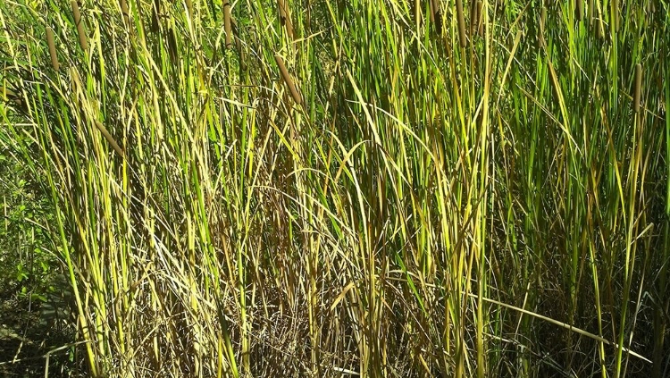 Picture of ROPER LAKE III: GRASSES II