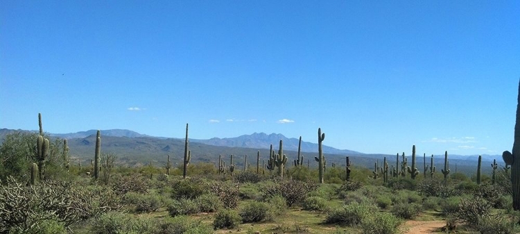 Picture of FOUR PEAKS I: BLACK TOP MESA