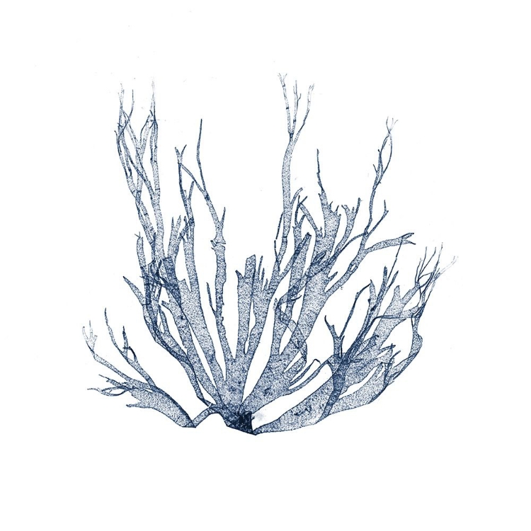 Picture of NAVY SEAWEED IV